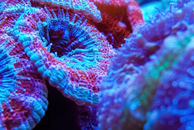 Agrandir l'image 1 sur 5, fenêtre modale