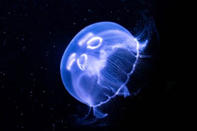 Agrandir l'image 2 sur 5, fenêtre modale